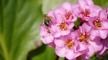 bergenia cordifolia 370