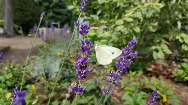 20210803 113825 Schmetterling 370